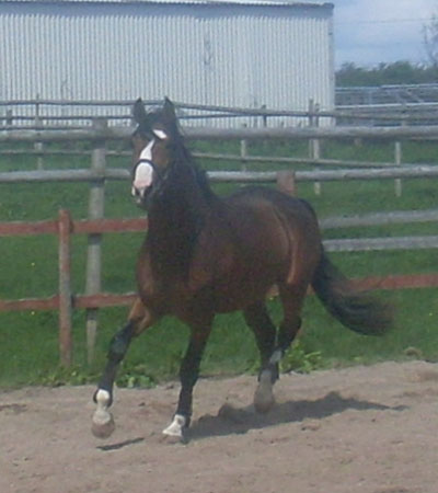 Jadorijk Reward - Young Horses